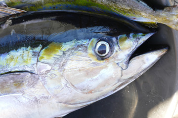 Close up of a fresh yellow fin tuna ot the docks awaiting the seafood market