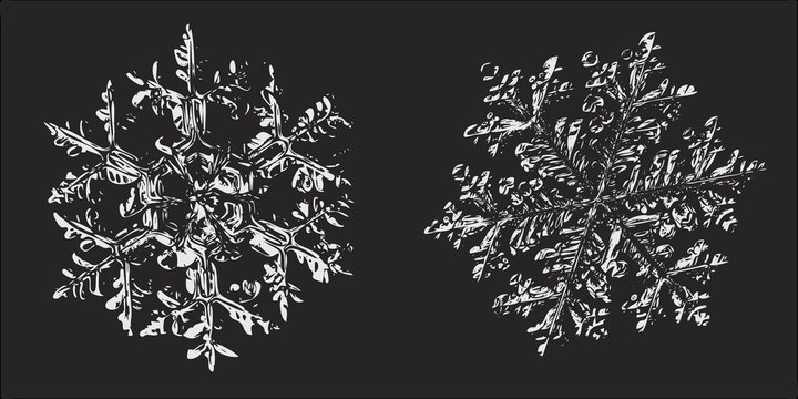 Two snowflakes on black background. Vector illustration based on macro photos of real snow crystals: elegant stellar dendrites with hexagonal symmetry, complex ornate shapes and complex inner details.