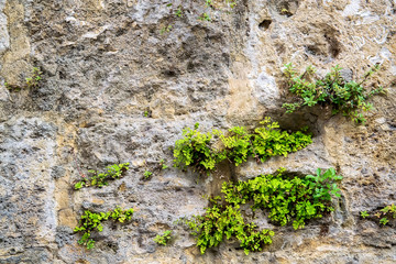 Green plants on the rock