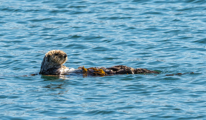 Fototapeta premium a sea otter floating on it's back in Morro Bay California.