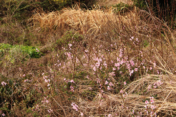 Beautiful Scenery of Jeju Island / Scenery Picture of Jeju Island, Korea