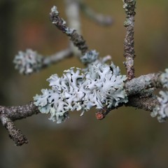 White forest lav