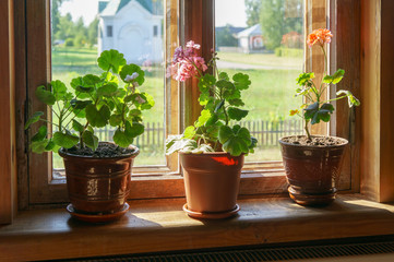 Fototapeta na wymiar Herbs in plant pots growing on a windowsill