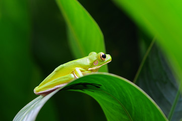 dumpy frog, frogs, tree frog,