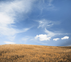 Obraz premium autumn fields