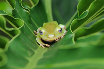 dumpy frog, frogs, tree frog,
