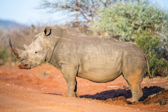 White Rhino bull at dung midden