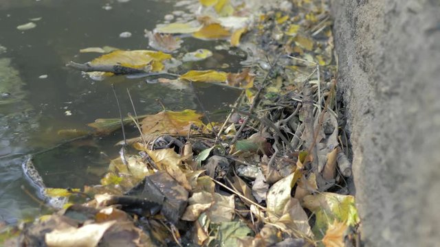 Dam with many mapple leaves. Autumn is now. Falltime is so beautiful and has many feelings with  a lot of colors.