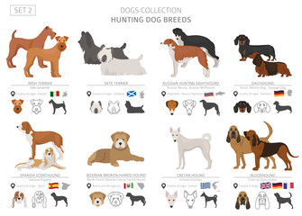 Hunting dogs collection isolated on white. Flat style. Different color and country of origin. - obrazy, fototapety, plakaty