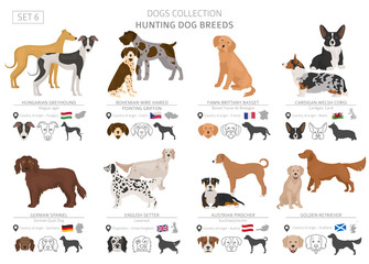 Hunting dogs collection isolated on white. Flat style. Different color and country of origin