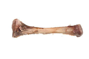bone isolated on white background