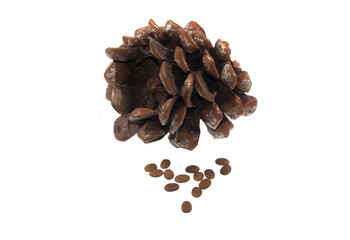 plant seeds isolated on white background