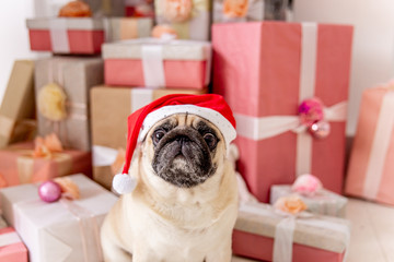 pug in santa costume sitting under christmas tree with gifts