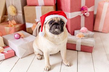 pug in santa costume sitting under christmas tree with gifts