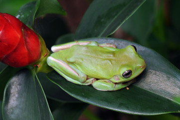dumpy frog, frogs, tree frog,