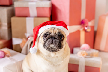 pug in santa costume sitting under christmas tree with gifts