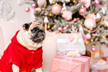 pug in santa costume sitting under christmas tree with gifts
