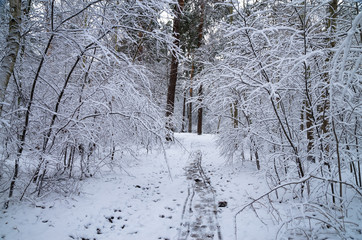 Winter snow forest. Snow lies on the branches of trees. Frosty snowy weather. Beautiful winter forest landscape.