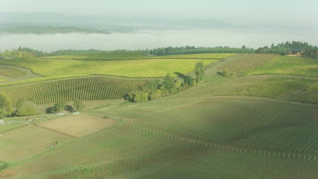 Oregon wine country vineyards aerial view