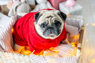 pug in santa costume sitting under christmas tree with gifts
