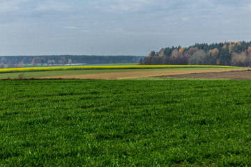 Late autumn. Yellow-green mustard field. Trees near the field and forest . The site is about agriculture. Podlasie, Poland.