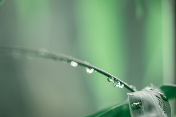 drop on tip of needle