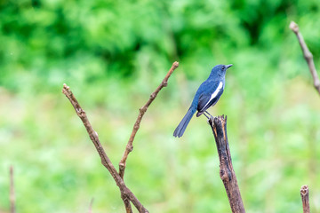 Western Scrub Jay-bird