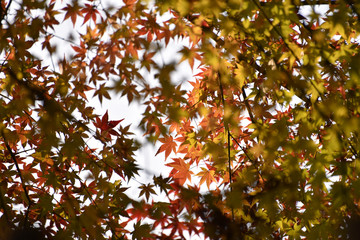 紅葉の秋