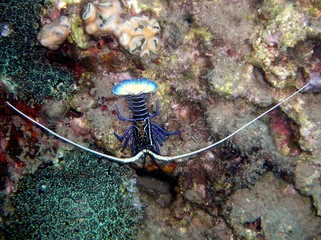 Schmucklanguste im Meer, Indonesien