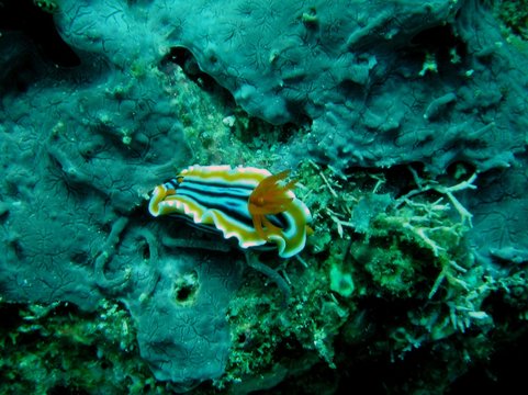 Pyjamaschnecke / Nacktschnecke (Chromodoris quadricolor) im Meer bei Bali
