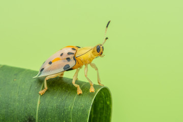 Cute beautiful Tortoise Beetles 