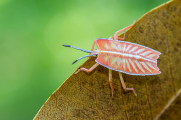 marco photography-Eurostus validus