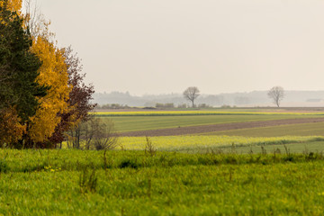 Fototapeta premium Late autumn. Yellow-green mustard field. Trees in the foreground. Forest in the fog in the background.The site is about agriculture. Podlasie, Poland.