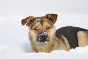 Dog in winter on snowy background.