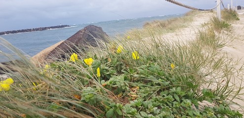 flowers by the shore