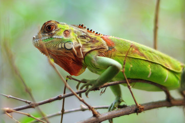 Iguana