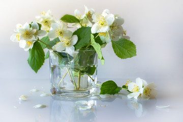 Still life on the white check. A jasmine bouquet in a glass vase. Gentle.