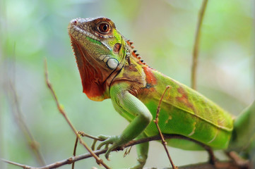 Iguana