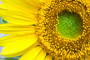 Yellow sunflower close up on a white background.