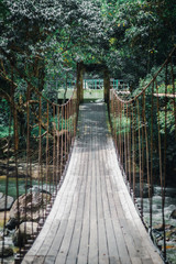 bridge in the forest