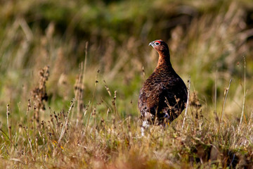 Red Grouse, male (Lagopus lagopus scoticus) on moorland, Bressay, Shetland, Scotland, UK.