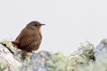 Wren (Winter Wren, Troglodytes troglodytes), Bressay, Shetland, Scotland, UK.