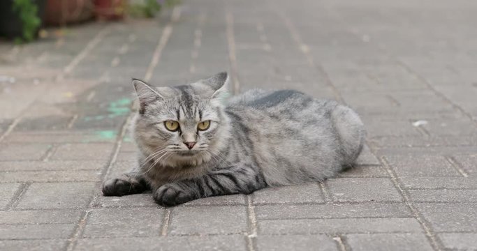 Street cat sit on hte ground