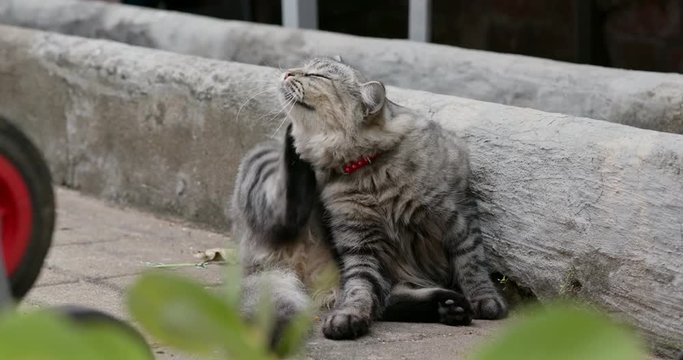 Street cat sit on hte ground
