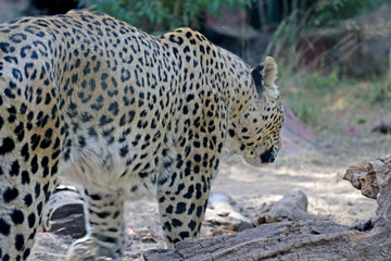 Leopard walks in search of food, a terrible leopard
