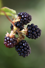 Ripe blackberries hanging on a brancha