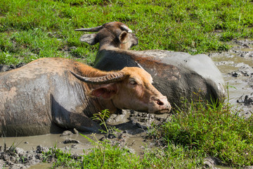 Thai buffalo lying in a mud pond for relax at grass land.