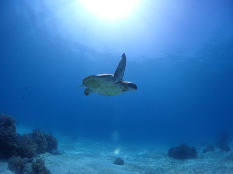 Swimming Green Turtle