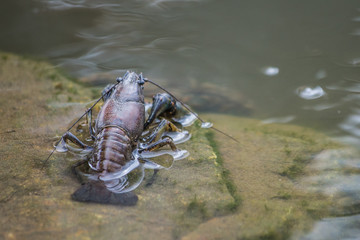 Crawfish