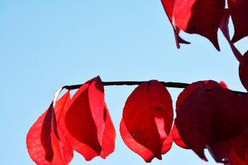 Red tree leaves on a blue background . Nature.  Autumn colorful red maple leaf.